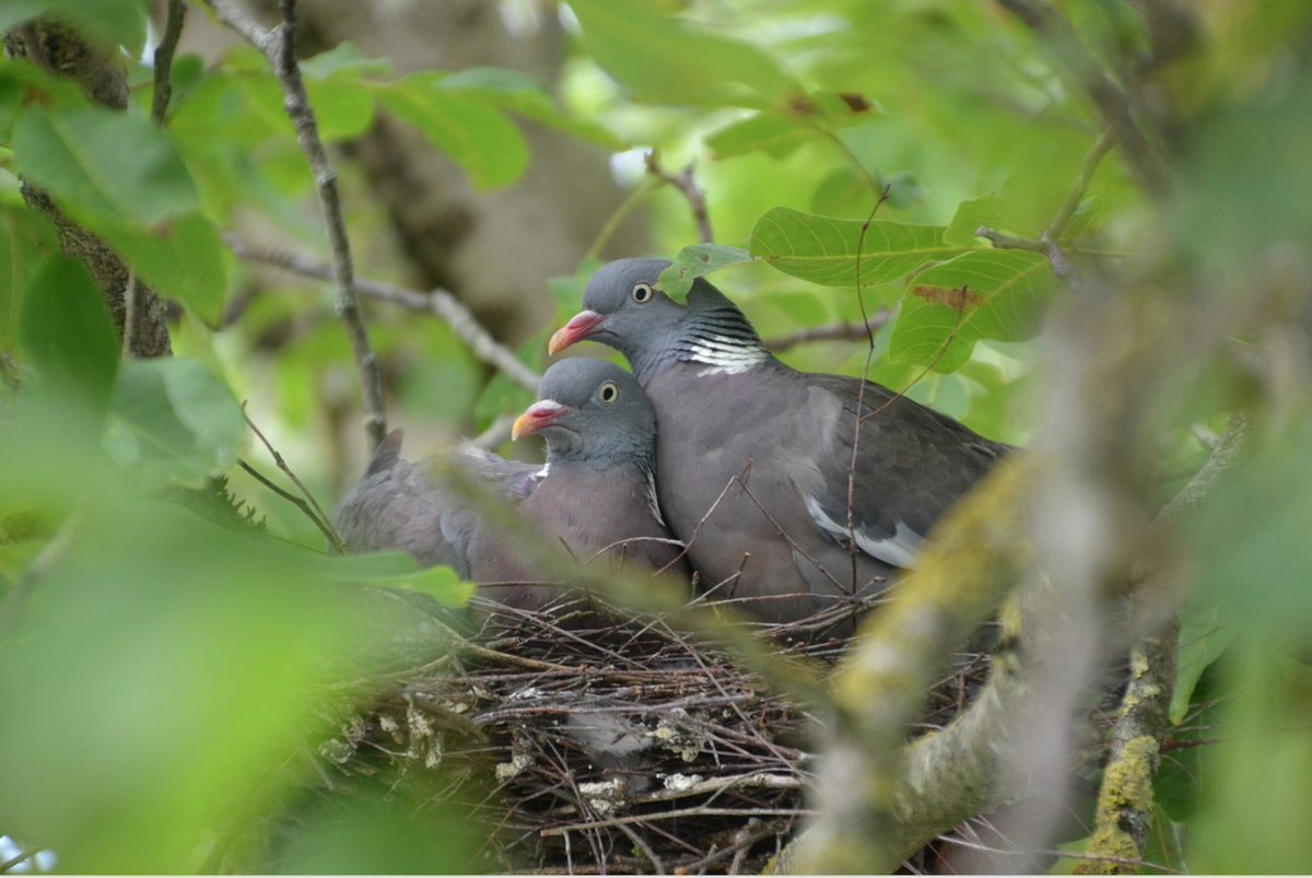 MubiruHumble's tweet image. 5/5 #MyTreeStory🌍🕊️🌱🌿🌳Conclusively, Trees Spice-up😍😍Love relationships &amp;amp; Affection for lovers &amp;amp; those seeking love🥰🥰. Some Trees release into the atmosphere a love stimulant essential for general wellness💚💚an enabler for natural connections &amp;amp; human interactions😘😘🕺💃