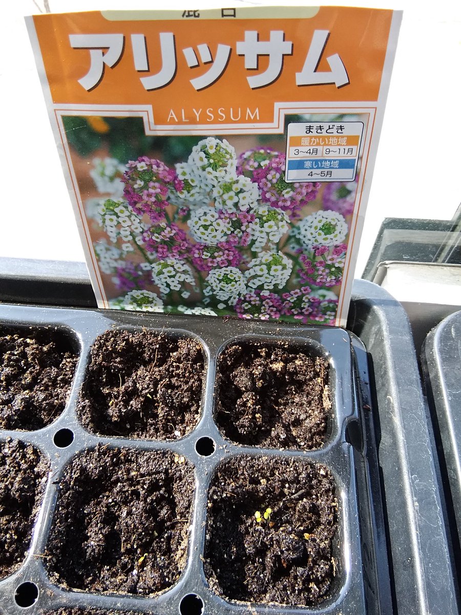釧路市こども遊学館 A Twitter 3 31に種まきしたお花の芽がでてきました 小さな小さな芽だけど とっても嬉しいですね アリッサムと マリーゴールド発芽 遊学館花と緑の活動