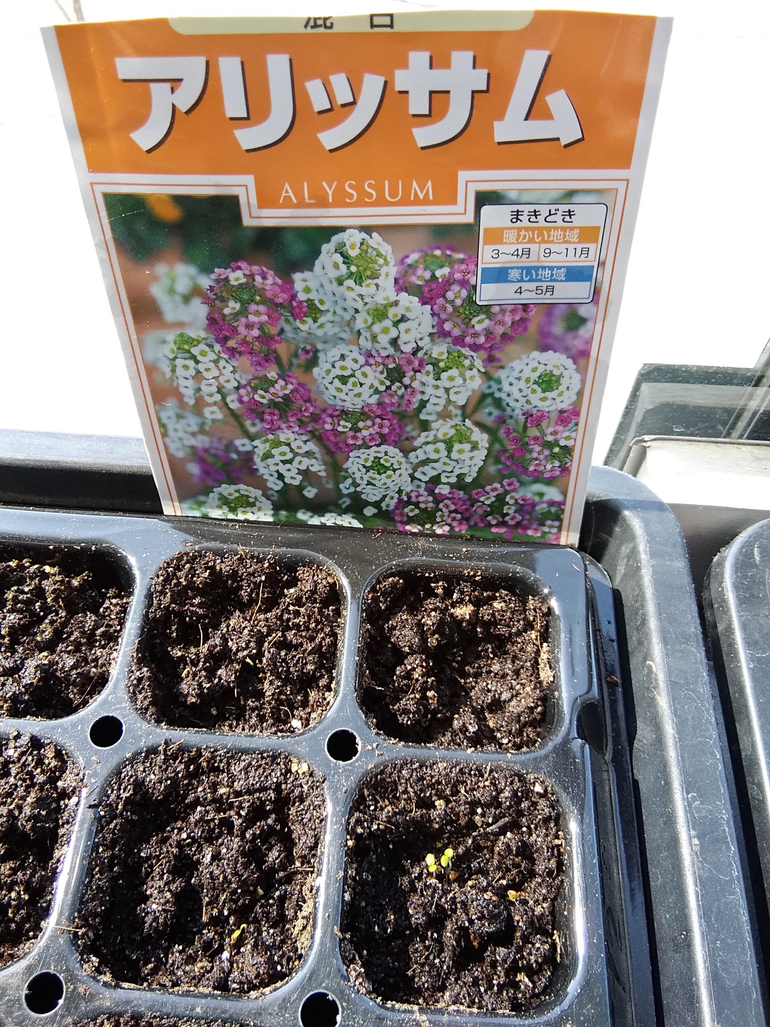 釧路市こども遊学館 3 31に種まきしたお花の芽がでてきました 小さな小さな芽だけど とっても嬉しいですね アリッサムとマリーゴールド発芽 遊学館花と緑の活動 T Co Hqbrovvrfj Twitter