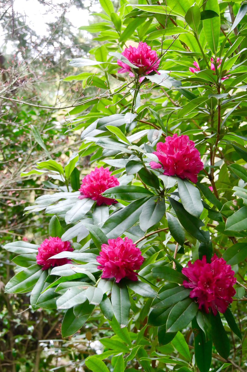 医王山 船宿寺 公式 石楠花 シャクナゲ の花が見頃を迎えております 五月咲の木もあるので 五月中頃まで見る事が出来そうです
