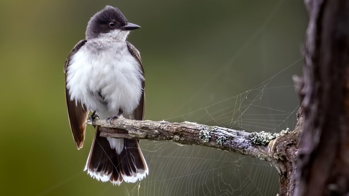 If I wanted to reduce DC to just the Capital, then I would do something shitty and simple, like making it the Kingbird, "Tyrannus tyrannus," The Tyrant Tyrant, a powerfully named but tiny and broadly inneffectual bird. Very angry, don't have much but hot air. #StayAtHomeSafari