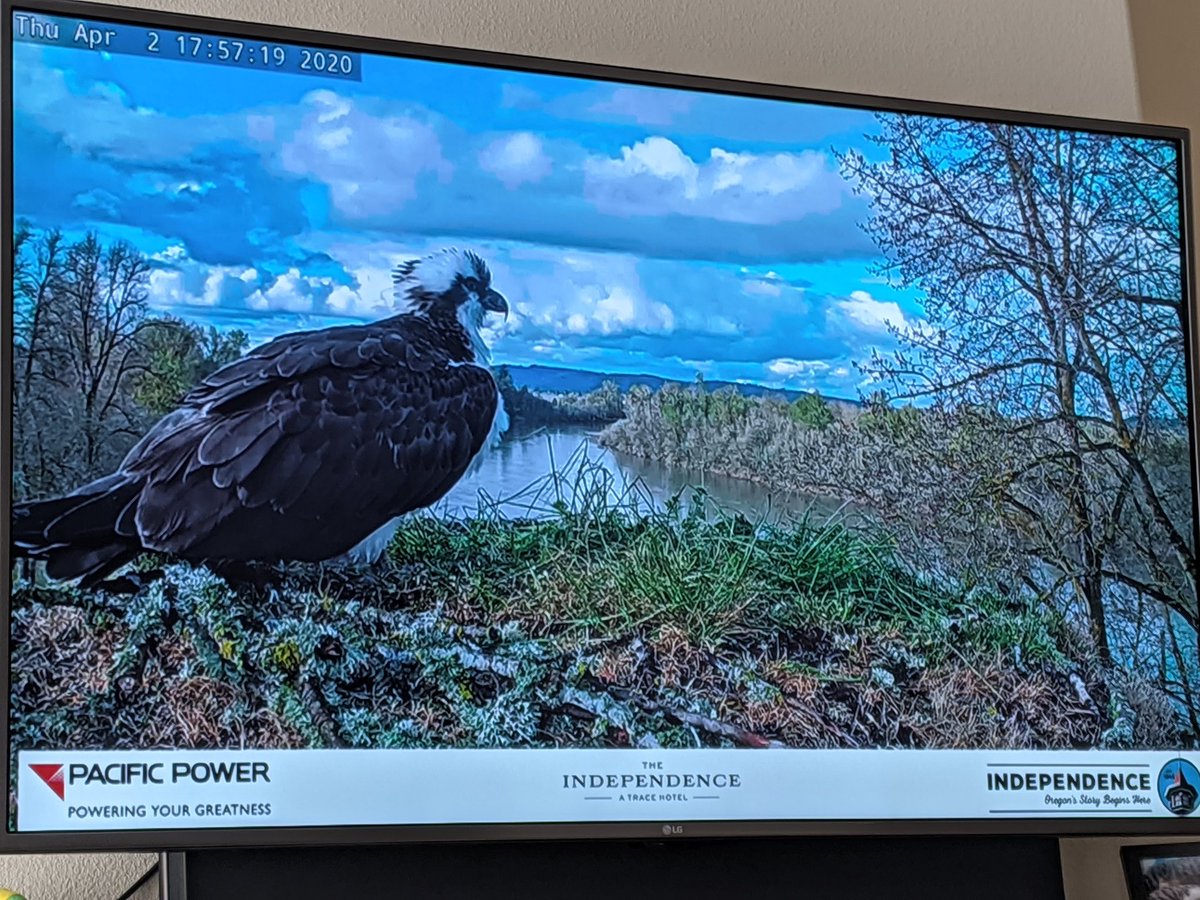 JasonK2600's tweet photo. Watching #IndyOspreys while in quarantine. https://t.co/KWcYt6W3y4 @PacificPower_OR https://t.co/fZHHOmDuP2