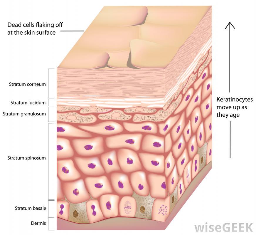 Keratinocytes are the most common type of skin cells. They form in the basal layer and gradually work their way up over the course of a few weeks to the stratum corneum (the layer visible to the eye). At this point, you start to notice the hyperpigmentation.