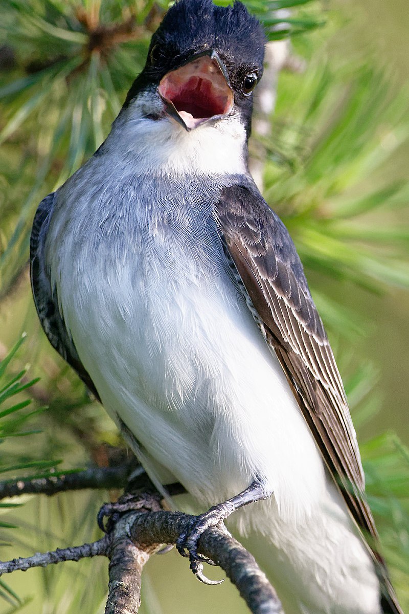 If I wanted to reduce DC to just the Capital, then I would do something shitty and simple, like making it the Kingbird, "Tyrannus tyrannus," The Tyrant Tyrant, a powerfully named but tiny and broadly inneffectual bird. Very angry, don't have much but hot air. #StayAtHomeSafari