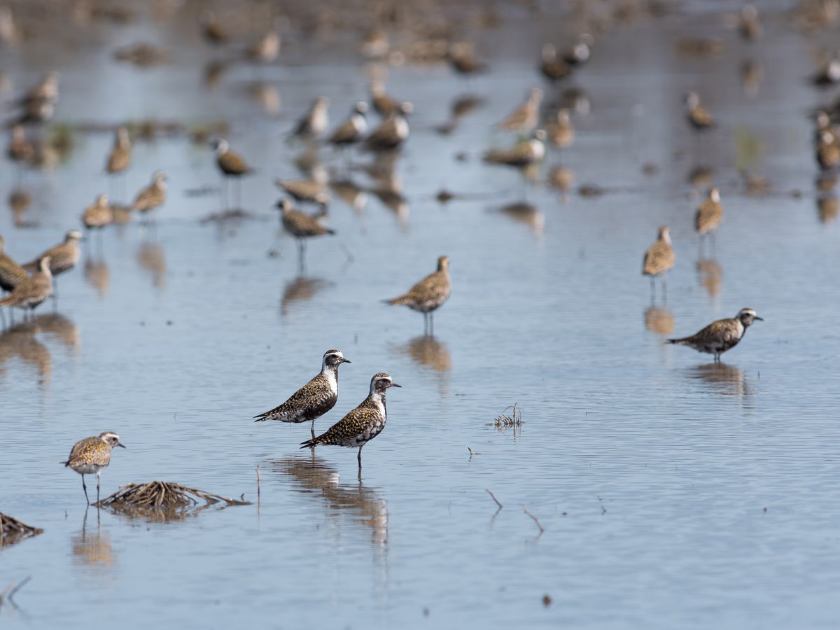 Instead, the American Golden Plover, a species densely flocks on the Potomac's shores, like your population. It has a dull coat, making it easy to ignore - much like our gov't can ignore the needs of the 633k unrepresented (but taxed!) residents of DC.  #StayAtHomeSafari