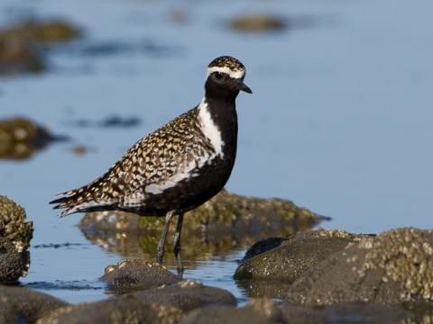 Instead, the American Golden Plover, a species densely flocks on the Potomac's shores, like your population. It has a dull coat, making it easy to ignore - much like our gov't can ignore the needs of the 633k unrepresented (but taxed!) residents of DC.  #StayAtHomeSafari