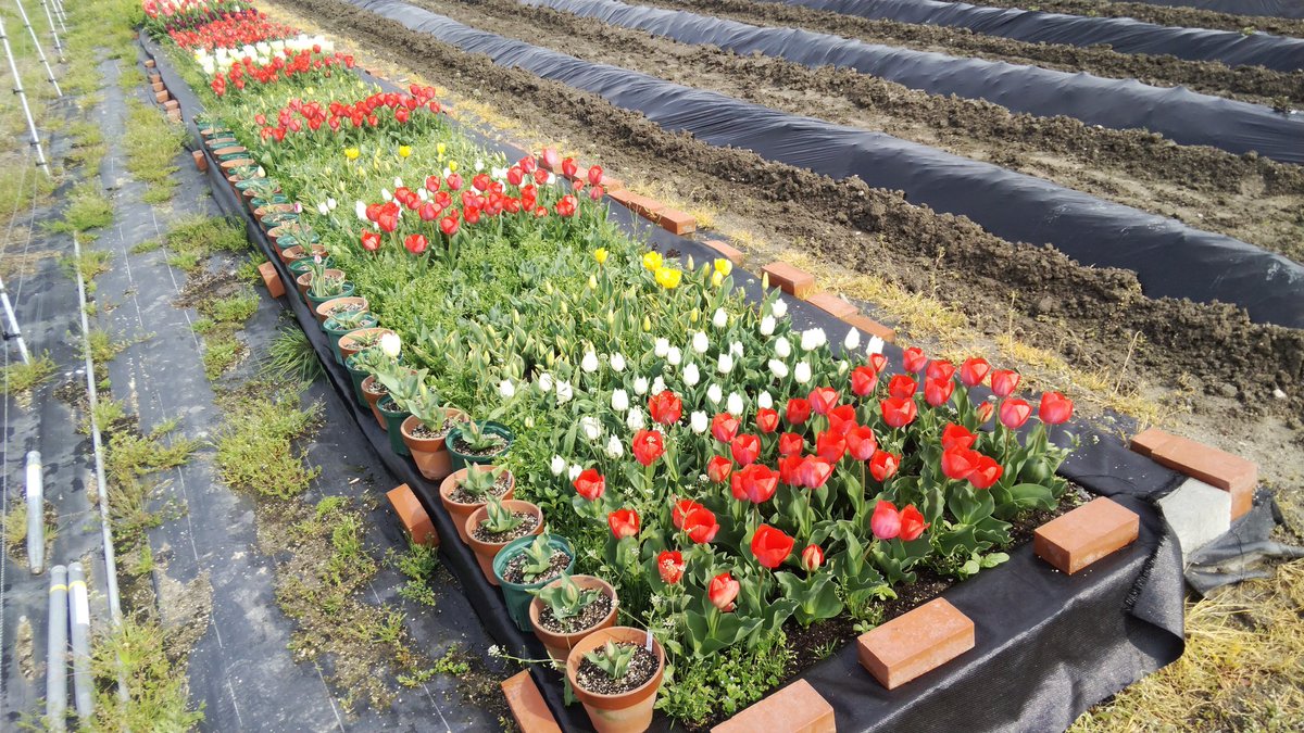 龍谷大学農学部 昨年の食の循環実習で当時の1回生が植えたチューリップ が咲き始めました 花色によって開花時期が異なりしばらく楽しめます 童謡の歌詞の順番になっていますが中にはどこかで見た模様 マーク も 平日は開放しておりますのでご自由に