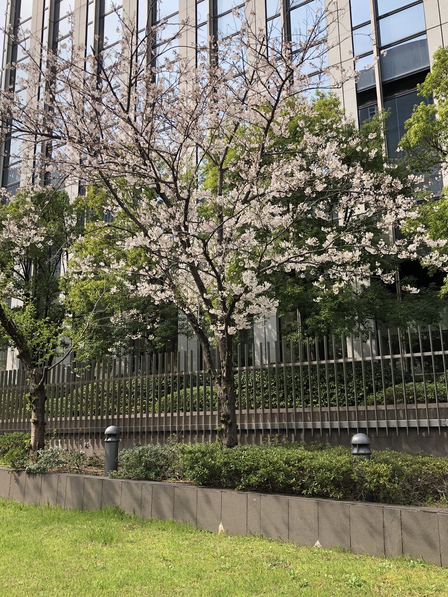 yttmwork's tweet photo. ���勤コースをお花見コースに変更〜 https://t.co/xIJu0Cyj8p