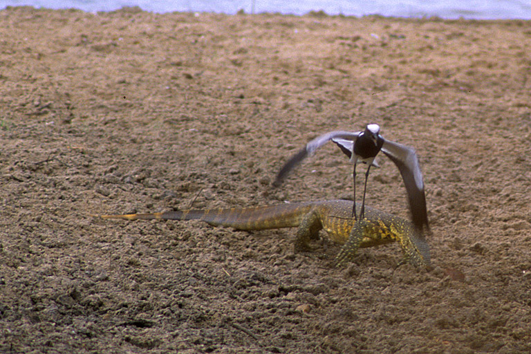 But try again.The Plover will attack eagles. Here's one kicking the shit out of a monitor lizard it's dive-bombing.Though they be but little, they are fierce.Especially together. #StayAtHomeSafari