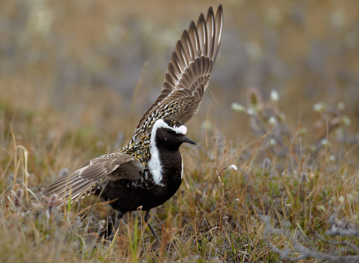 They are absolutely fearless. When something isn't afraid of you, has sharp points on three different ends, and can fly?DON'T FUCK WITH THAT THING.Official State Bird of Washington DC. #StayAtHomeSafari