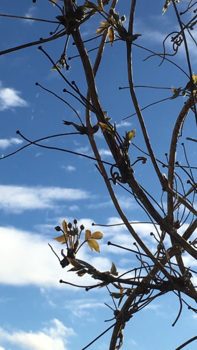 Jan_Lentzos's tweet photo. And looking at it from inside...
Through my downstairs front window...
☀️🌿 👀🏡
#MyGarden #Clematis #NewGrowth #ClematisPlant #SpringGrowth #Renewal #FloweringVine #InMyGarden #ByMyWindow #Leaves #FlowerBuds #ClematisMontana #InOurGarden #WildlifeGarden #HomesForWildlife #Birds https://t.co/BwKYZJsgMS