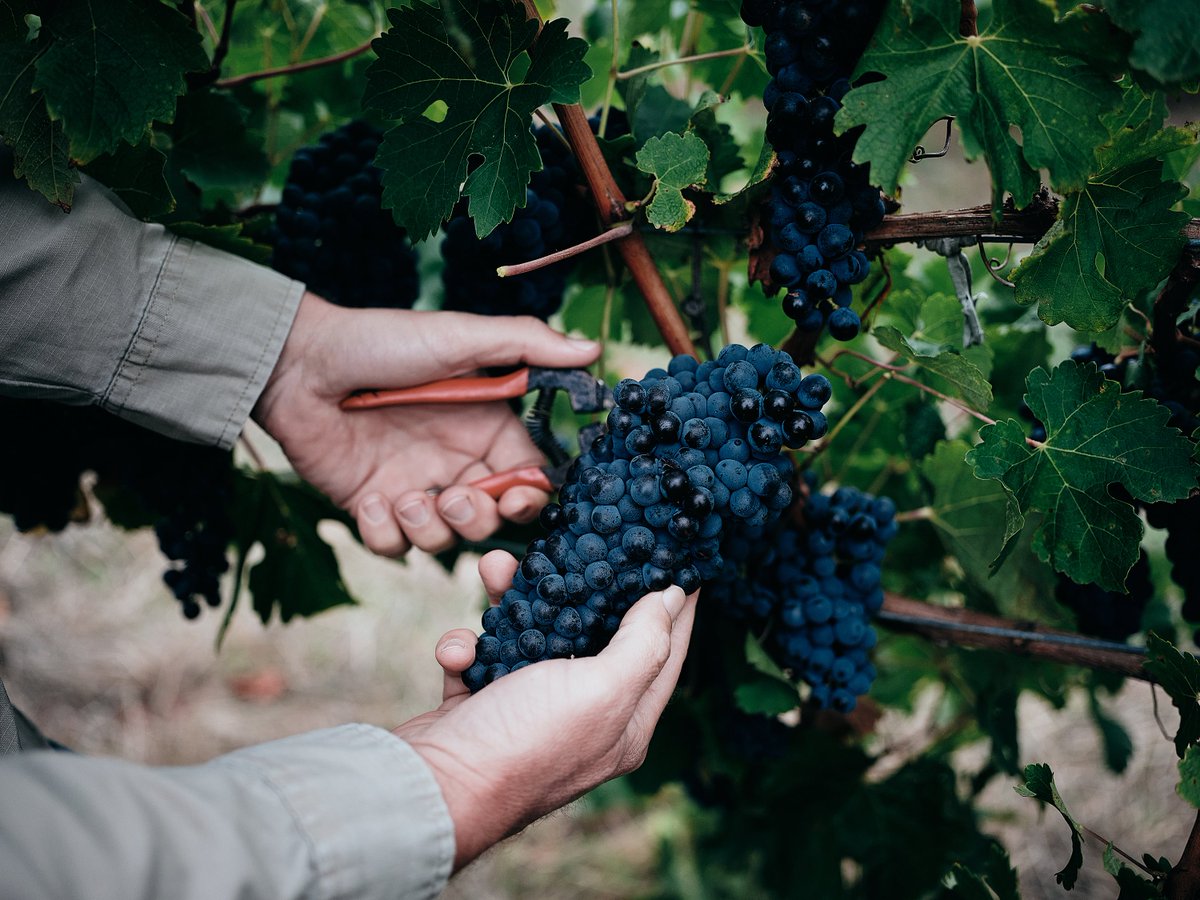 MargaretRiverWi's tweet photo. @JancisRobinson One of the most unusual harvests, but we are pleased to complete 2020 vintage. Exceptional fruit, divine concentration, scarce supply.  Will be a very special vintage to look out for. https://t.co/Evs6c57J4k