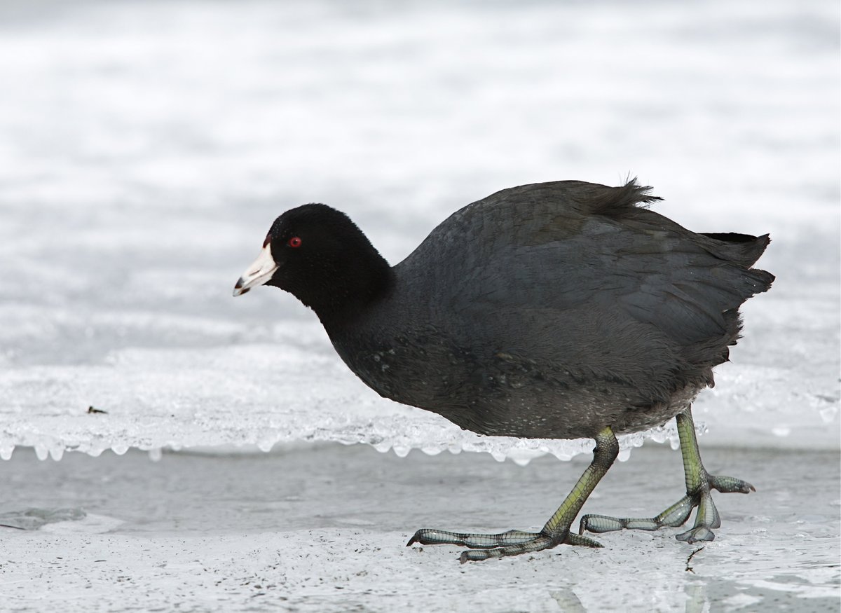 ...okay, I may hate the business leadership, but I can't do the /residents/ dirty like that.If you are a WORKER in Delaware, you can have the American Coot.No symbolism, I just love the name. And their doofy feet.  #StayAtHomeSafari