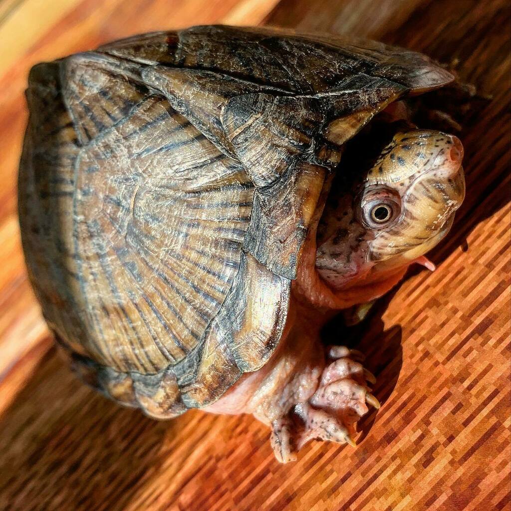 ジーベンロック フジエ カブトニオイガメは動かない カブトニオイガメ カブニ 亀 カメ Reptilel Muskturtle 爬虫類 Reptilepets 爬虫類好きと繋がりたい T Co It9xkiq1c3 T Co T6p7iozdaj