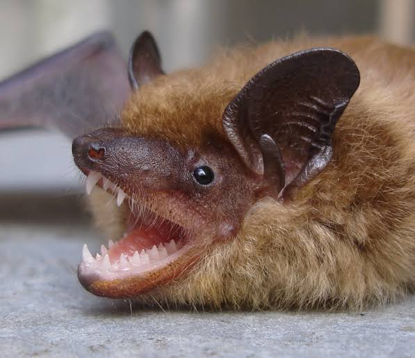pilulasdolsd's tweet photo. Doenças de morcegos em humanos 😷🦇

Como o voo dos morcegos exige muita energia, o sistema imune dos morcegos mais eficientes foram selecionados. Eles identificam rápido as ameaças, mas não as eliminam completamente.

https://t.co/7ufEXUUsy0

#morcego #COVIDー19 #evolucao https://t.co/gFwVAoXNJd