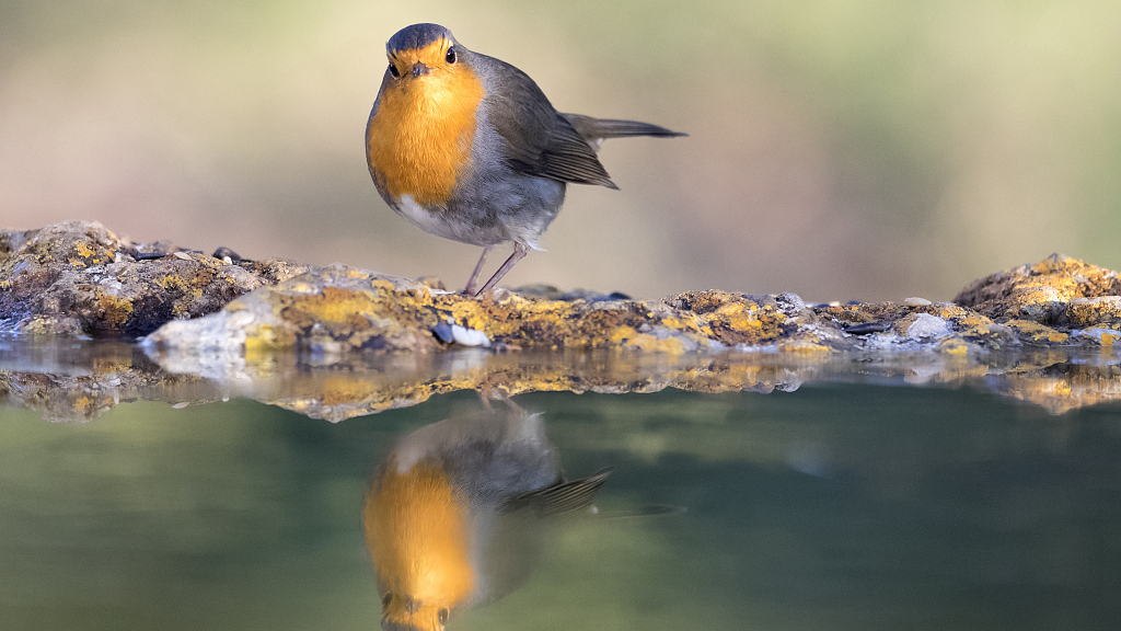 Connecticut.Y'all claim the American Robin. You beat out the other two states to get it.You don't get it either. #StayAtHomeSafari