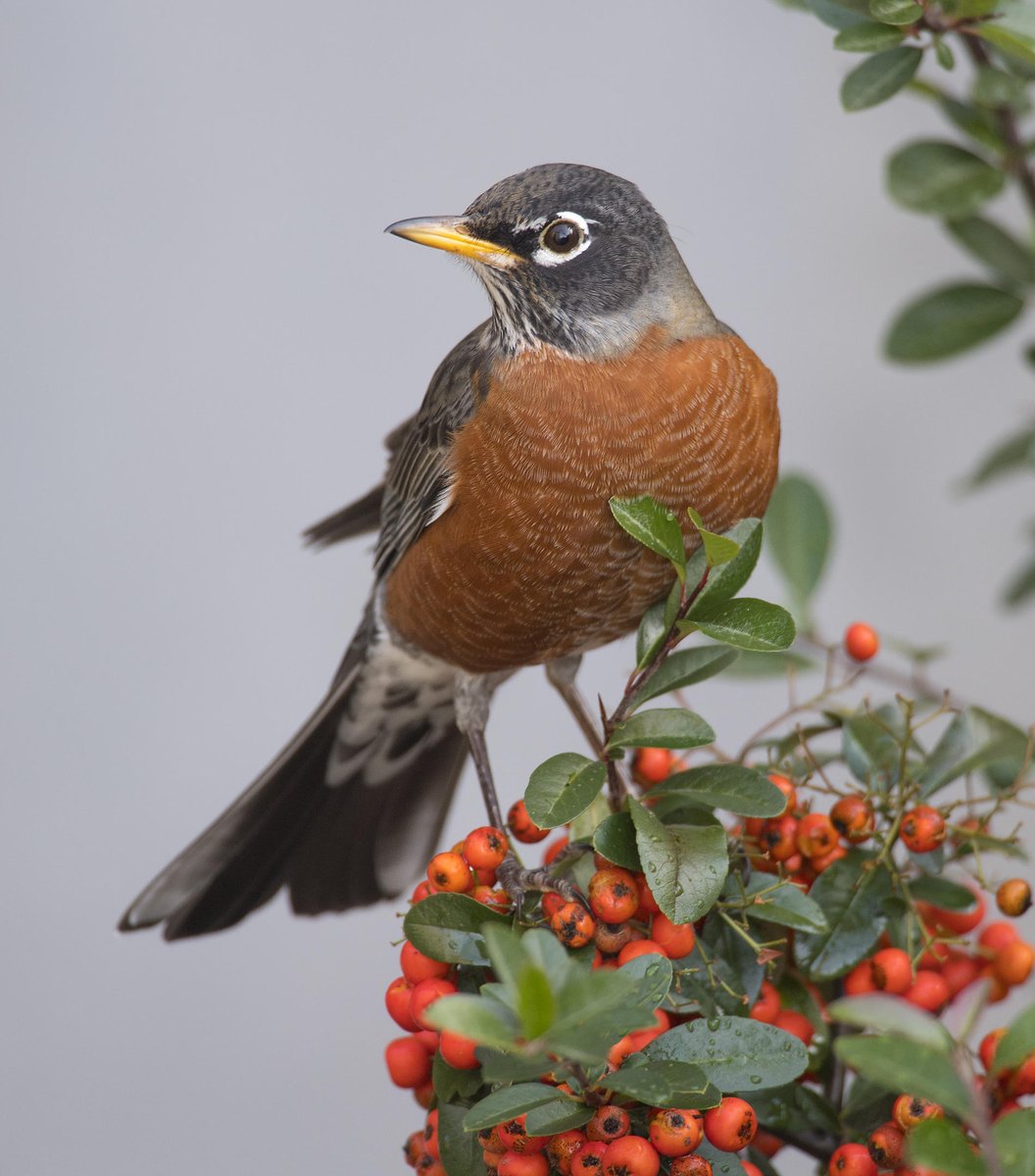 Fix your shit, and you will get to have the American Robin. I have family in Connecticut, so I saved it for you. #StayAtHomeSafari