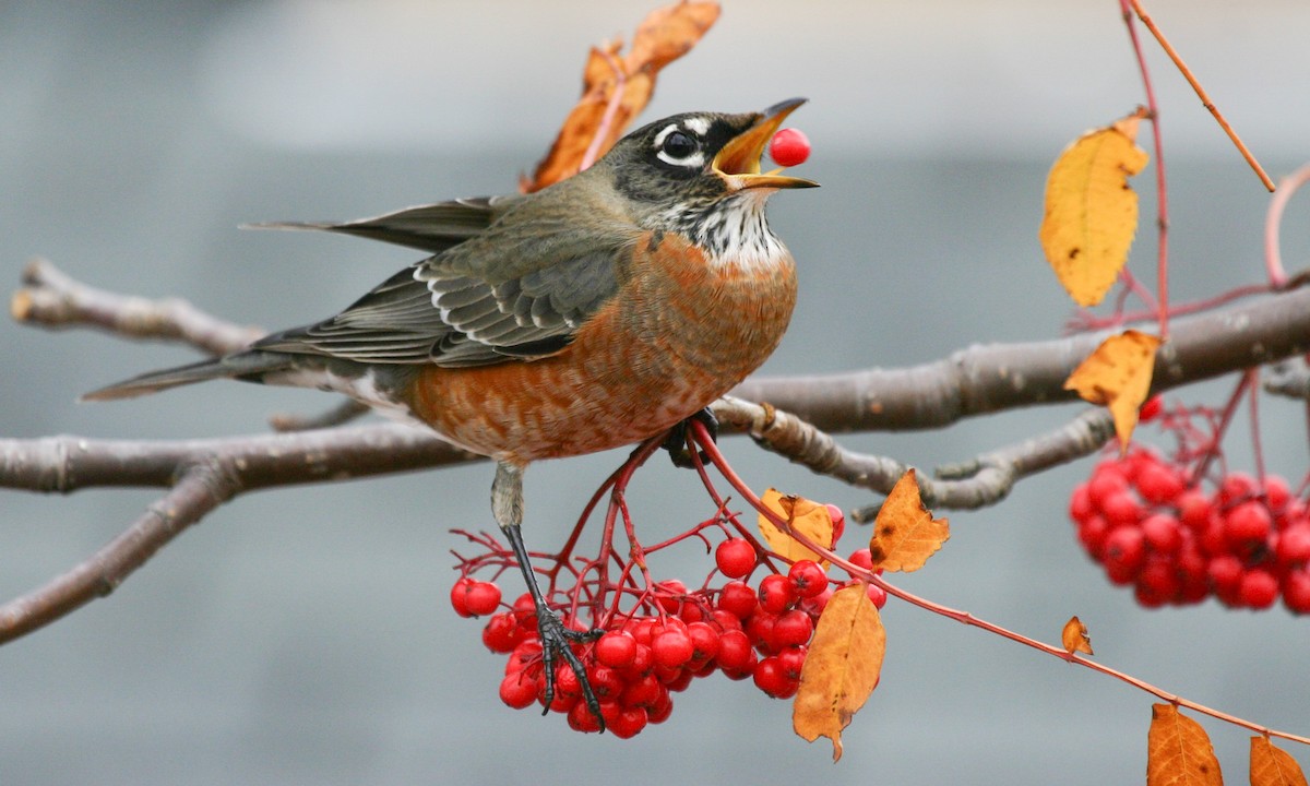 Fix your shit, and you will get to have the American Robin. I have family in Connecticut, so I saved it for you. #StayAtHomeSafari