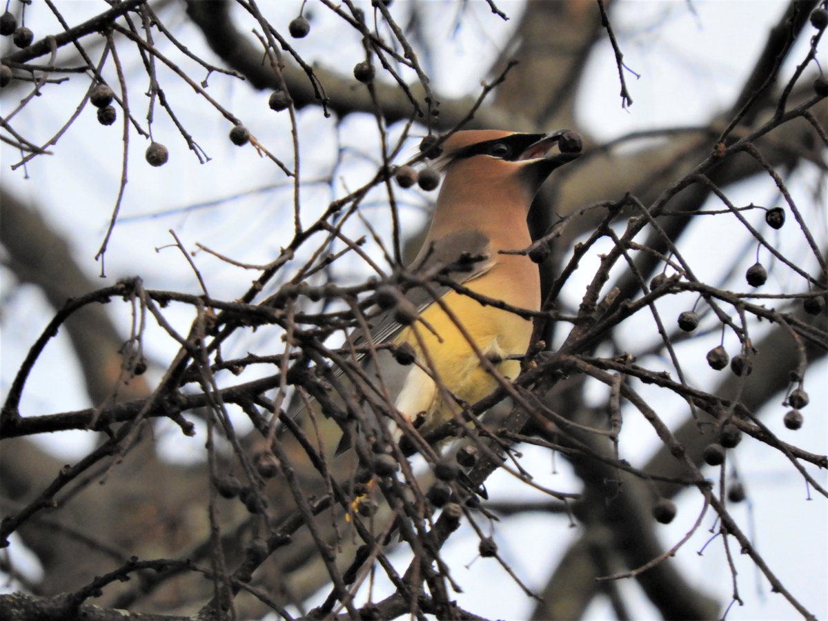 EvelinePinseel's tweet photo. Today, no #QuarantineBirding (got distracted by some phylogenies and now it's dark outside), so let's dig in some older pics. A couple of days ago, I was watching this beautiful Cedar Waxwing picking some berries in the tree adjacent to my house! #BirdsOfArkansas https://t.co/BQzzoiKrGo