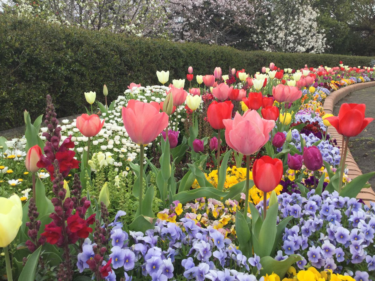 荒子川公園 בטוויטר チューリップが開花中 荒子川公園ガーデンプラザ周りの花壇で咲いています とてもかわいいですね 荒子川公園 チューリップ 花壇