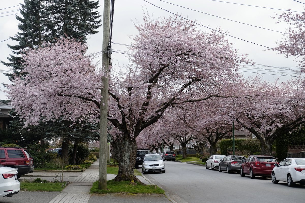 It's such a human thing to cut a valley through the canopies of beautiful trees instead of running conduit underground and leaving the trees to grow as they desire.  #CherryBlossoms  #CherryBlossomDaily  #Burnaby  #Vancouver