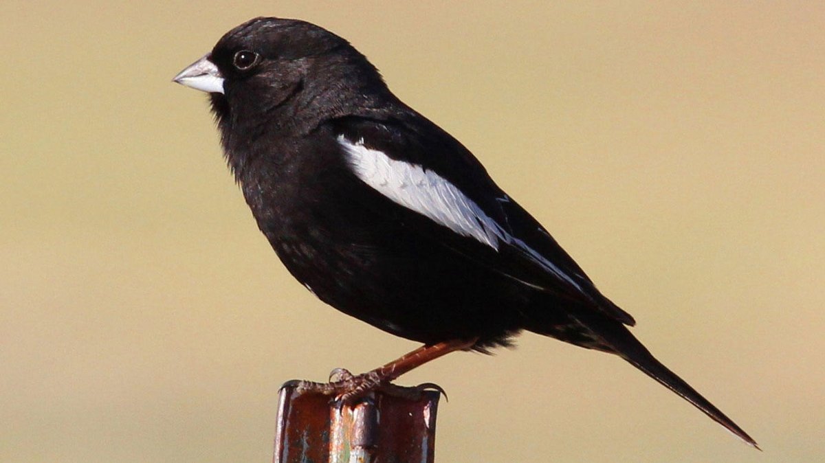 Colorado, my State.You have the Lark Bunting, which is a migratory bird - this fits us, as we're a whole state full of people from other places.More accurately, four cities full of people from other places, and a state full of locals who don't much like us. #StayAtHomeSafari