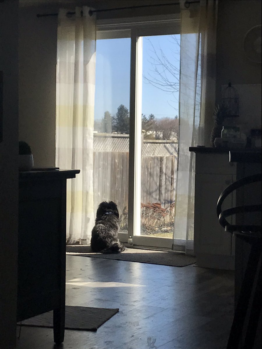 Kat_runz's tweet photo. Mrs. Allison @MonsignorONeil , here is Scott’s Pet Therapy Thursday.  Our dog Chuck is also loving that we are home all the time.  He’s living his best life.  Our bunny, Jude is also enjoying the extra cuddles.  #furbabies #walkingeveryday https://t.co/XO1VtkUgR4
