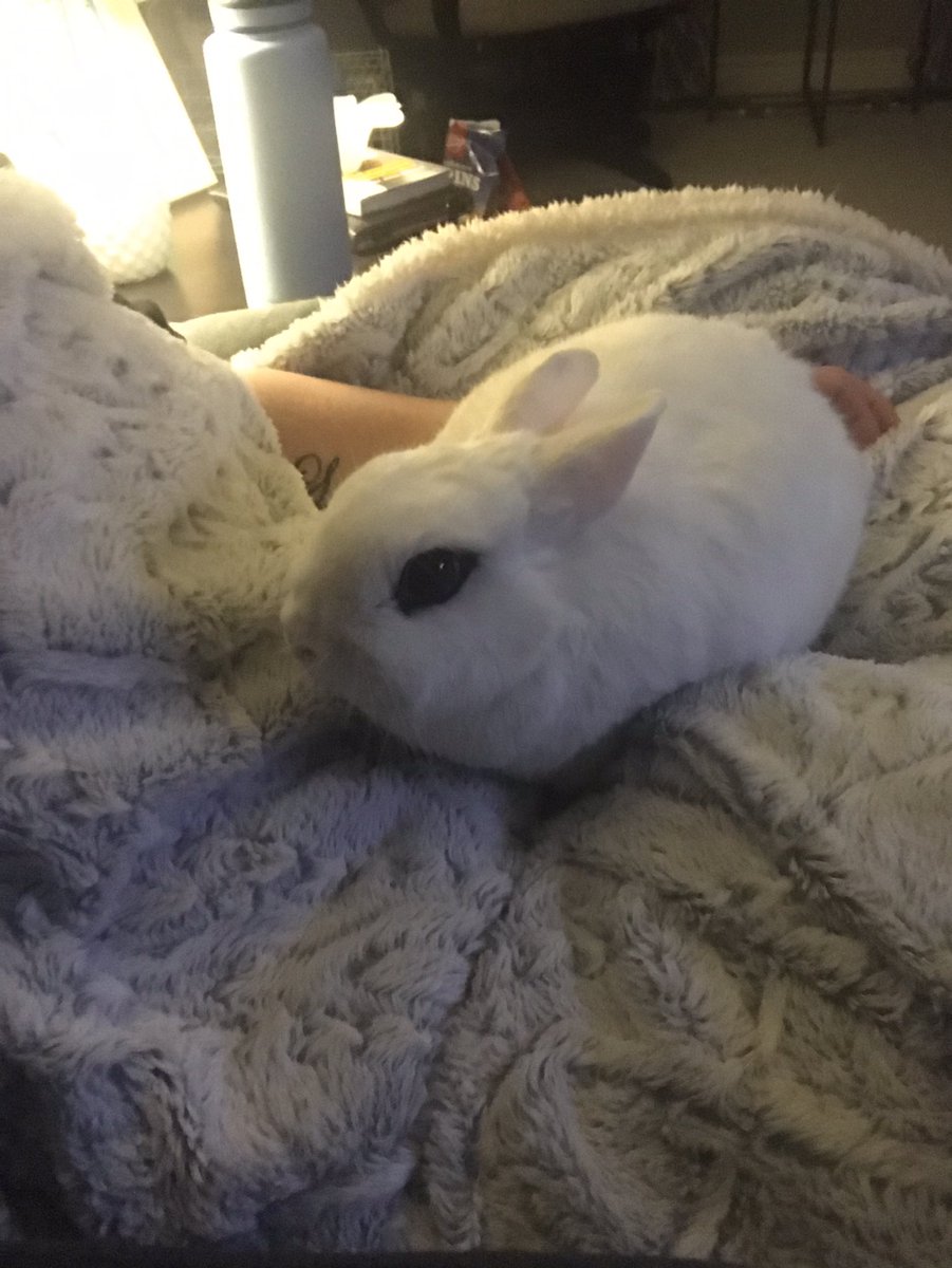 Kat_runz's tweet photo. Mrs. Allison @MonsignorONeil , here is Scott’s Pet Therapy Thursday.  Our dog Chuck is also loving that we are home all the time.  He’s living his best life.  Our bunny, Jude is also enjoying the extra cuddles.  #furbabies #walkingeveryday https://t.co/XO1VtkUgR4