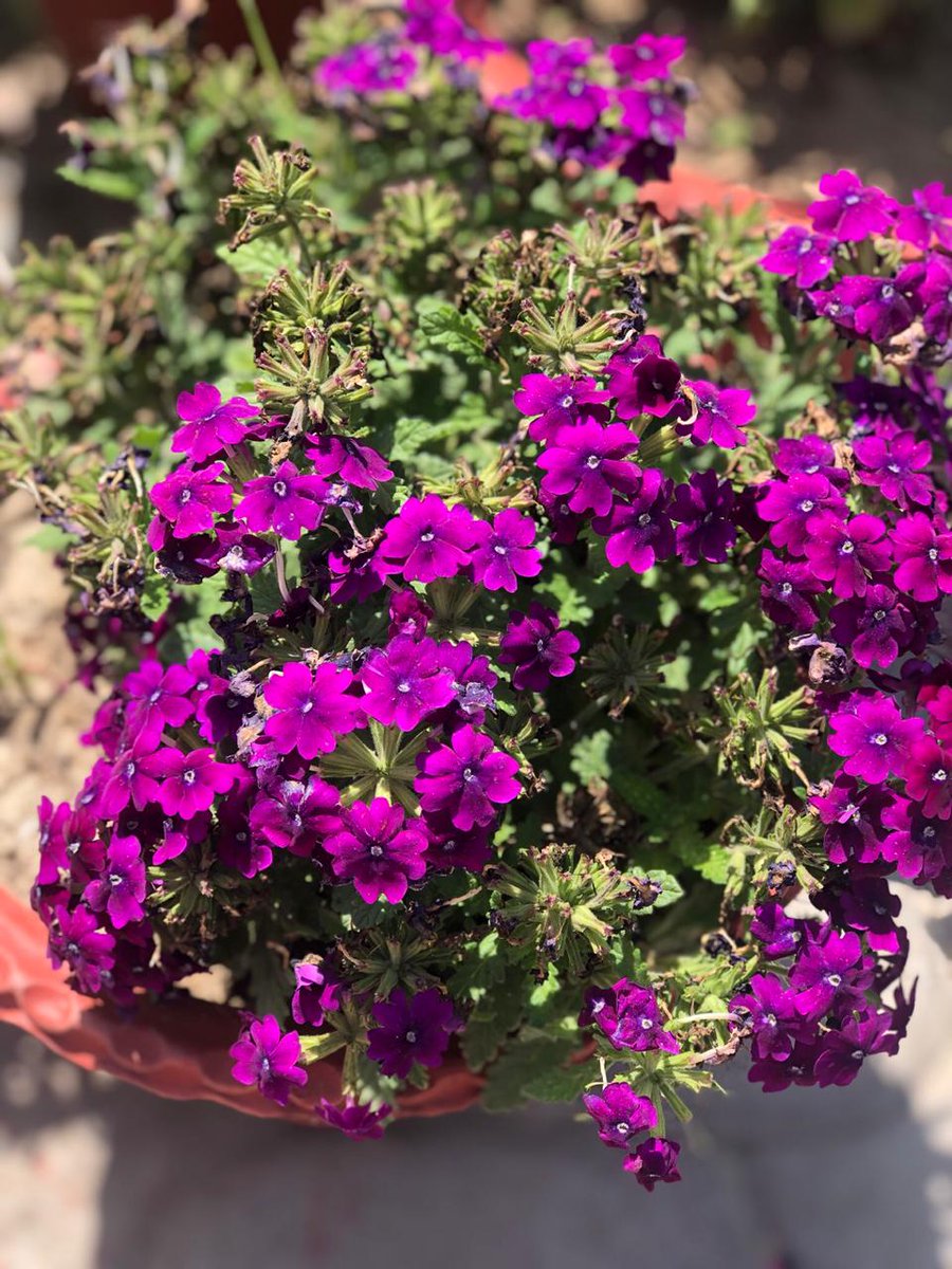   #flowers   #beautifulnature   #ruralpunjab flowers make people happier, calm - they& #39;re true nourishment to the soul. happiness for anyone getting to see the blooms @Nawaaban  @megirish2001  @Andaaz13  @zheelspeaks  @AditiIndiaFirst  @Meenakshiiik Pics courtesy cousin& #39;s garden