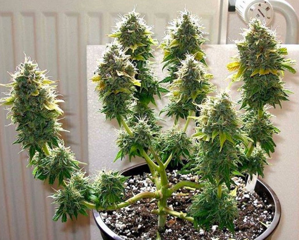 Сорта конопли для домашнего выращивания анаша конопля марихуана
