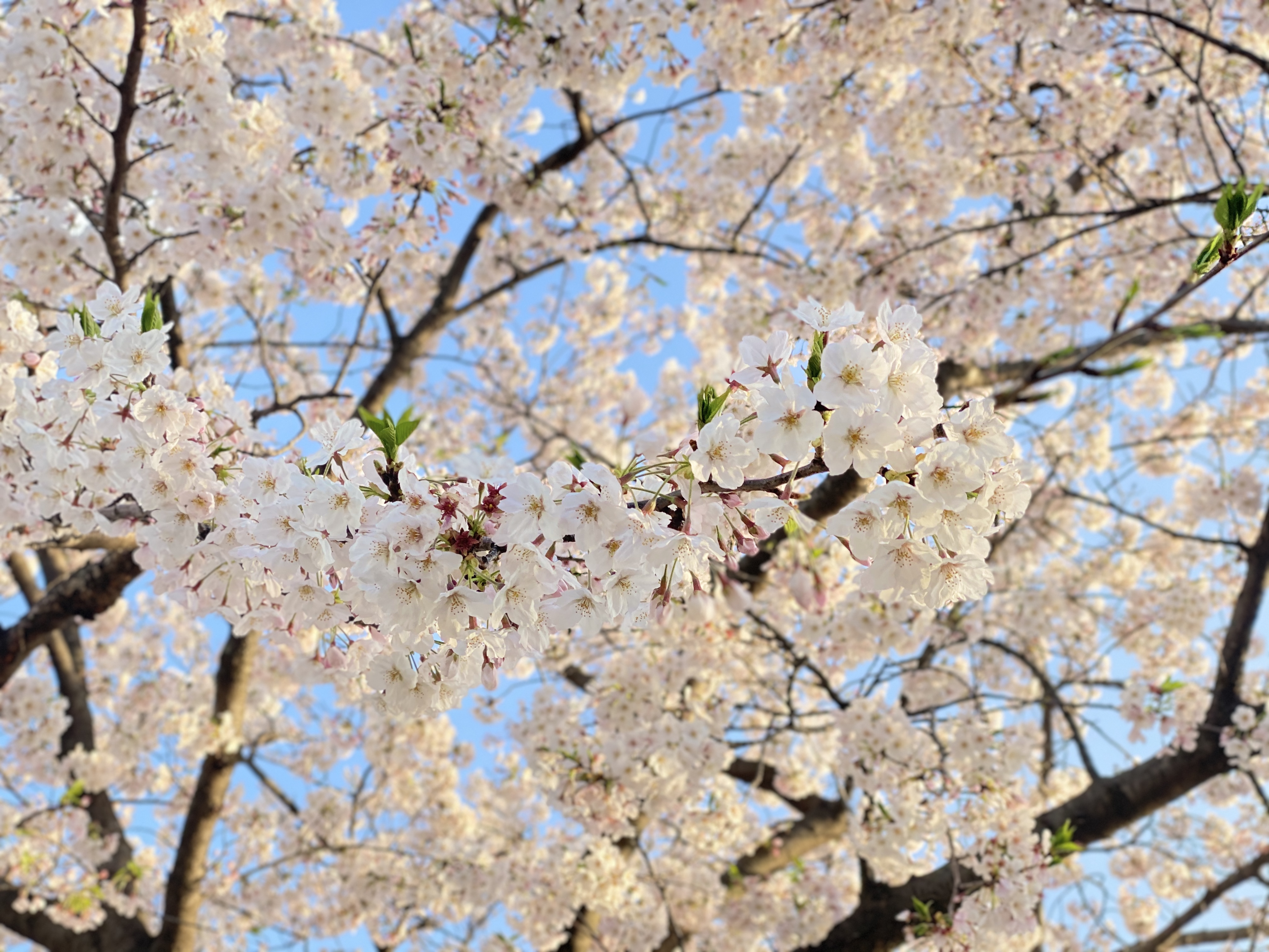 茅ヶ崎市観光協会 茅ヶ崎の桜は満開です 皆さんのご近所はいかがですか 茅ヶ崎 旧相模川橋脚 おうちでお花見 T Co Yqbghwotsq Twitter
