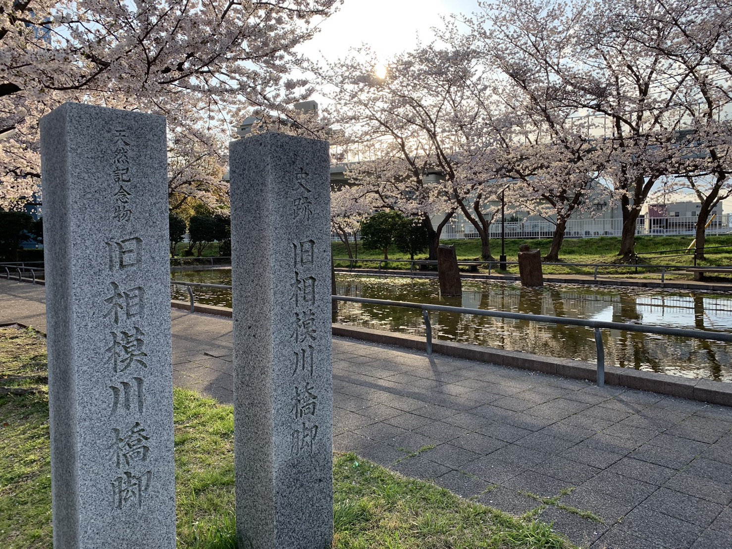 茅ヶ崎市観光協会 茅ヶ崎の桜は満開です 皆さんのご近所はいかがですか 茅ヶ崎 旧相模川橋脚 おうちでお花見 T Co Yqbghwotsq Twitter