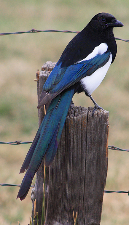 Given how many people flock (heh puns) to this state, a migratory bird would make sense... except we need to represent everyone.And y'all.I don't see any bird as often.As the Black-billed Magpie. #StayAtHomeSafari