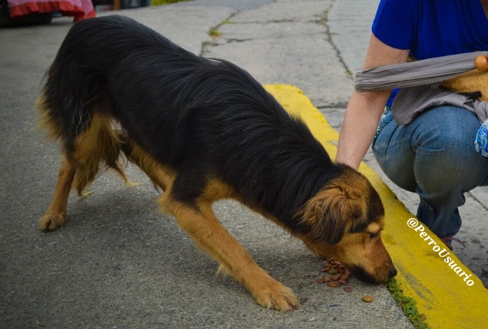 Ellos sufren mucho en las calles... Pero con mucho amor y constancia, nos podemos ganar poco a poco el cariño y la confianza de un pequeño que quien sabe cuanto maltrato ha recibido o busca un poco de afecto #DaleTuMano