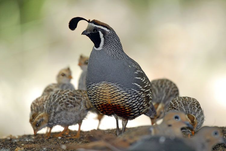 ALL OF THESE OTHER STATES HAVE RANDOM GENERIC SHIT, AND YOU - YOU HAVE A STYLISH POTATO WITH A POMPADOUR? A NATIVE ONE, THAT'S INTERESTING AND STRIKING?YOUHOWYOUHOW DID YOU DO THIS. #StayAtHomeSafari