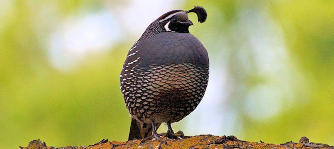 THIS IS SUCH A GOOD STATE BIRD THAT I'M ABSOLUTELY FURIOUS IN RETROSPECT AT THE OTHER STATES.GODDAMNIT.Gaze upon the California Quail, ye other states, and Despair. #StayAtHomeSafari