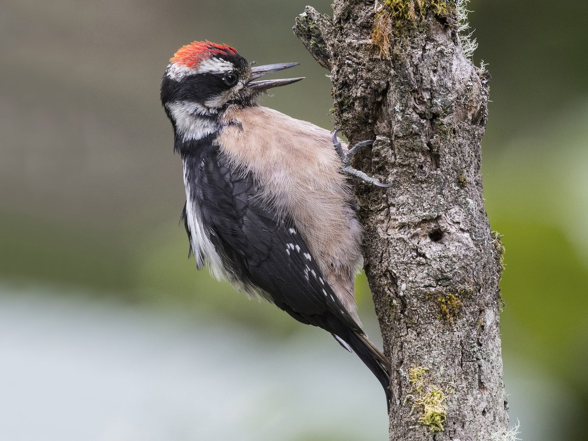 WOODPECKERS. HAIRY WOODPECKERS.YOU GET TO BE HAIRY WOODPECKERS, UNTIL SOMEBODY MARCHES DOWN TO THE WALDENS' COMPOUND AND FINDS THE ROOM WHERE THEY'VE LEFT THEIR CONSCIENCES TIED UP. #StayAtHomeSafari