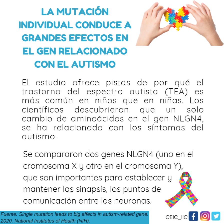 CEIC_IIC's tweet photo. En las mujeres, cuando uno de los genes NLGN4X tiene una mutación, el otro a menudo puede compensarlo. Sin embargo, en los hombres, las enfermedades pueden ocurrir cuando hay una mutación en NLGN4X porque no hay compensación de NLGN4Y. https://t.co/V8sOUSBwrm