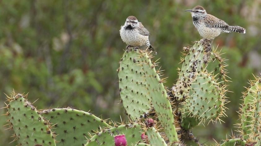 I mean I know that's the boring answer but they're very Arizona, and look at them.They're just neat.Good on you. #StayAtHomeSafari