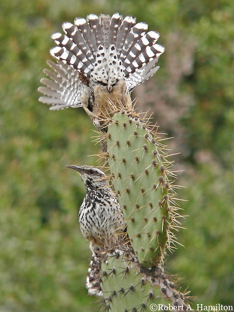 I mean I know that's the boring answer but they're very Arizona, and look at them.They're just neat.Good on you. #StayAtHomeSafari