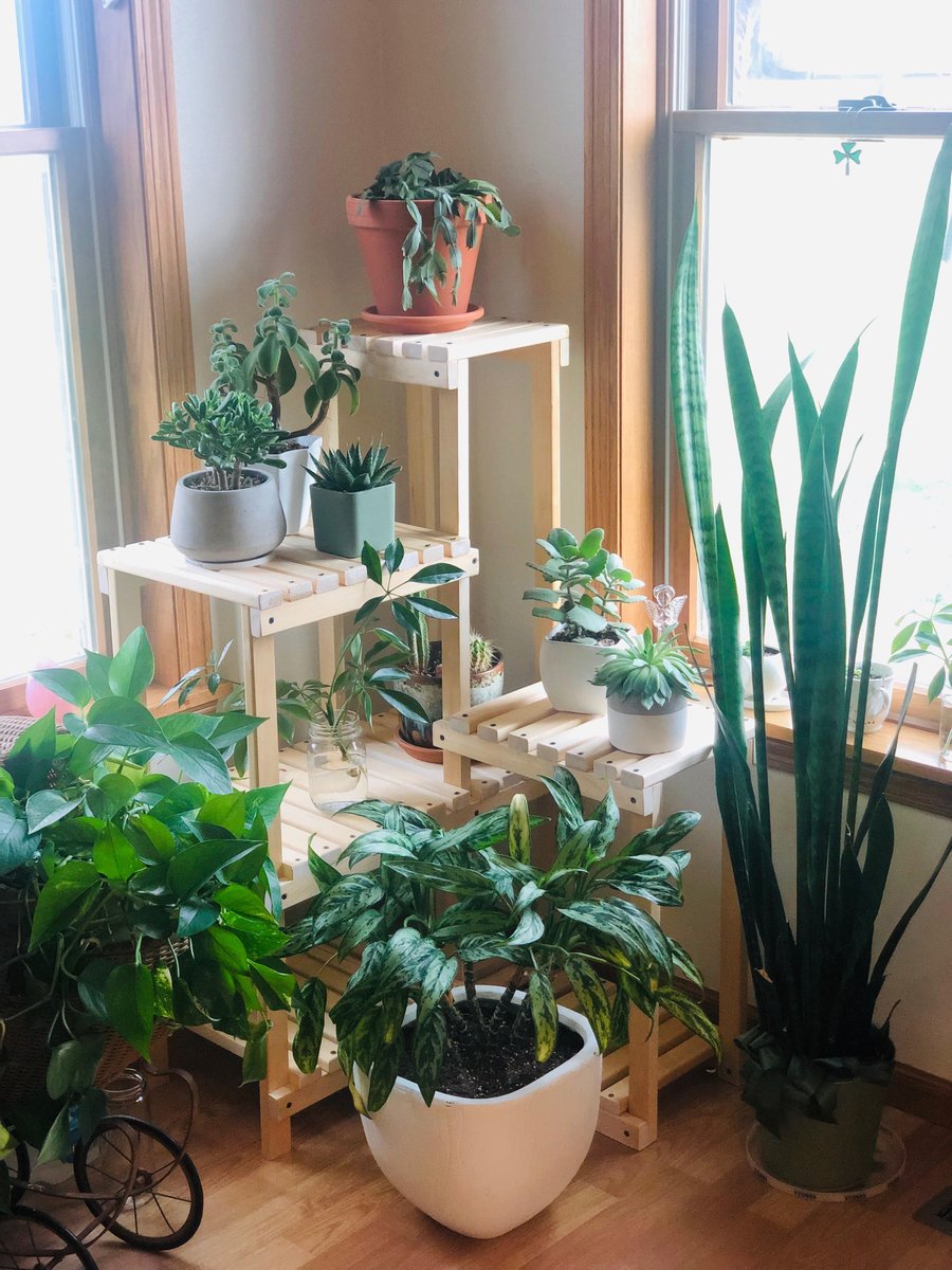_DesignInsider's tweet photo. Have you done any Pinterest DIY projects during quarantine? Mine was this plant stand! #DIY #Quarantine #plants @Pinterest https://t.co/cWGTVMwZ9X