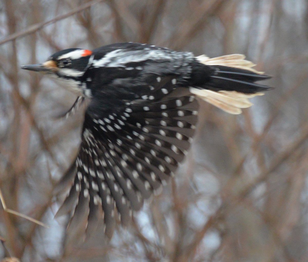 Remember, all.Much like a billionaire who's a good person,There's no such thing as a Bad Bird. #StayAtHomeSafari