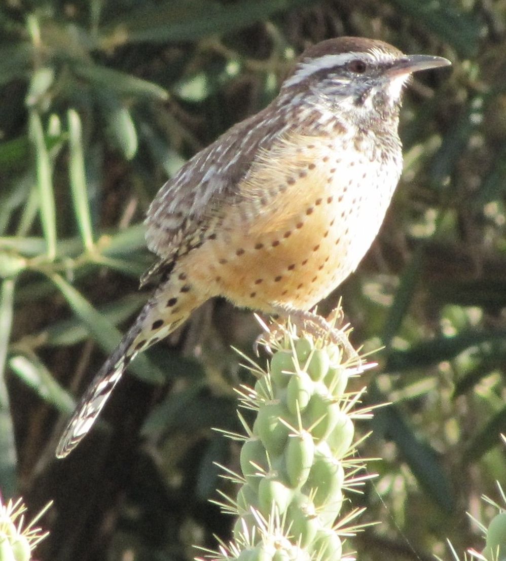 Arizona:The Cactus Wren.... yeah, no notes. Good job. #StayAtHomeSafari