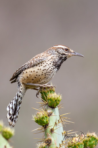 Arizona:The Cactus Wren.... yeah, no notes. Good job. #StayAtHomeSafari