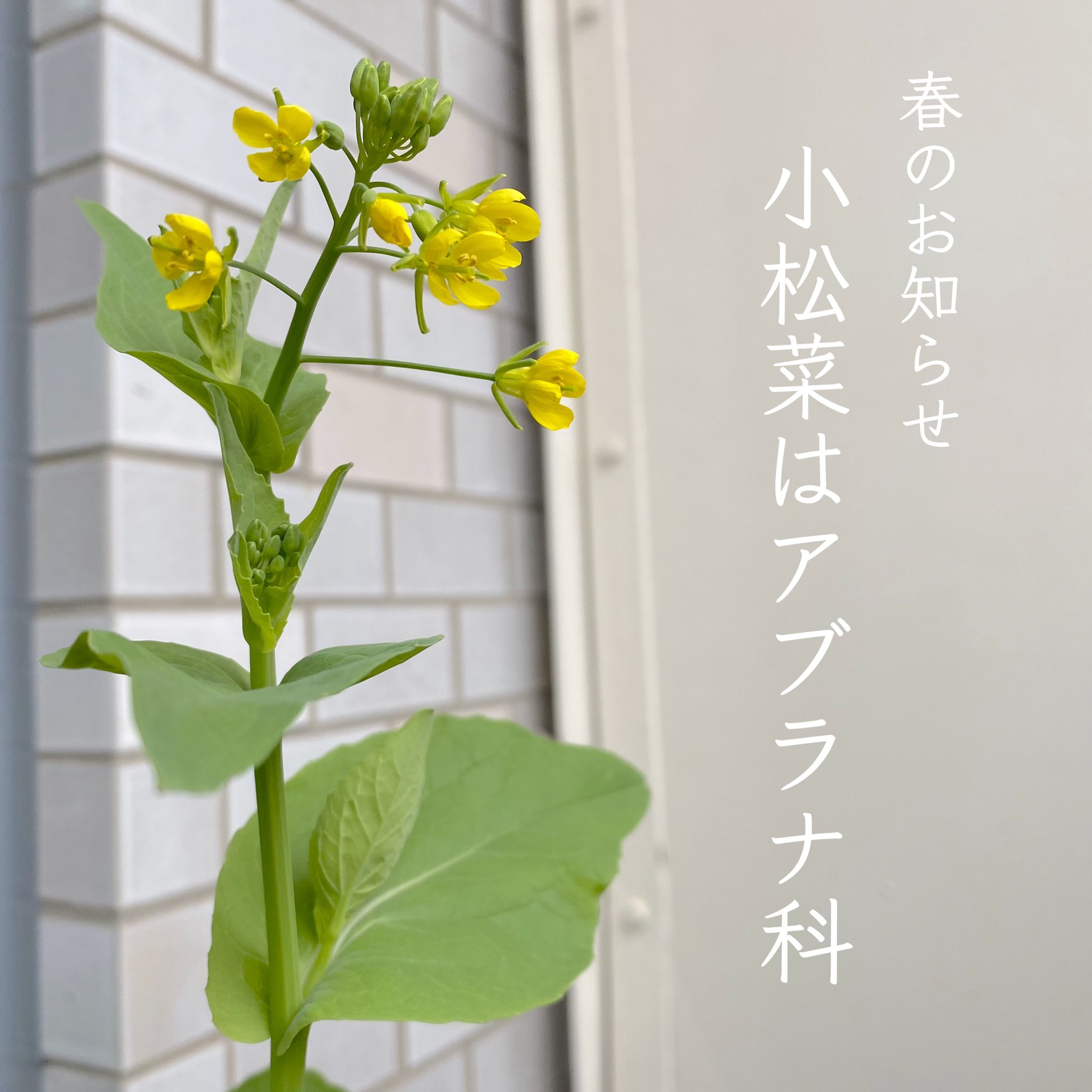 エコゲリラ 長い間楽しませてくれた小松菜に菜の花が咲いた 放置の極み 小松菜の花言葉は 小さな幸せ なんとなく調べたらほっこりしたのでお裾分け コロナウイルス早く収束しますように ズボラの栽培記録 おうちの菜園 T Co エコゲリラ 長い間楽しませてくれた小松菜に菜の花が咲いた 放置の極み 小松菜の花言葉は 小さな幸せ なんとなく調べたらほっこりしたのでお裾分け コロナウイルス早く収束しますように ズボラの栽培記録 おうちの菜園 T Co