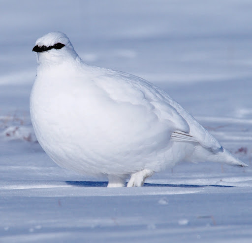 Of all the states that we* expected the Fashion Forward bird serving LEWKS to come from, I gotta tell ya, Alaska was NOT at the top of the list.*My cat and IThe Willow Ptarmigan.Huh. #StayAtHomeSafari