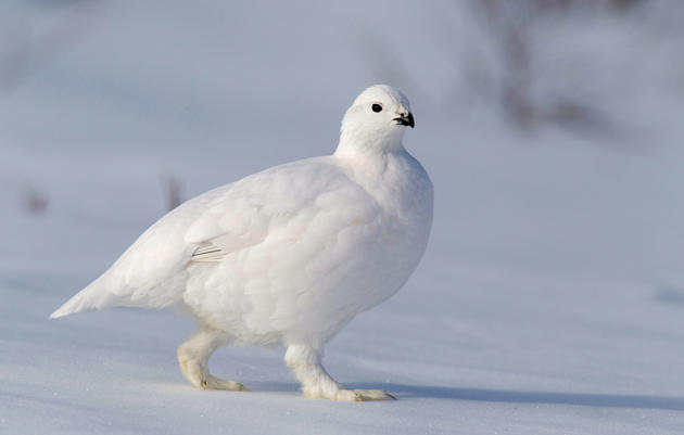 Of all the states that we* expected the Fashion Forward bird serving LEWKS to come from, I gotta tell ya, Alaska was NOT at the top of the list.*My cat and IThe Willow Ptarmigan.Huh. #StayAtHomeSafari