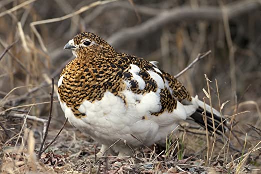 ... I really want to cuddle one.They just.They look so soft.I feel like the Grinch, as he was suffering Acute Cardiomegaly. #StayAtHomeSafari