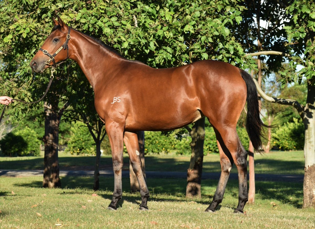 StudValiant's tweet image. Spirit Mania is a full sister to G2  MRC Schillaci Stakes Winner #ALPHAMISS.

This filly is bred on a similar cross to such Stakes winning fillies as #FIESTA #INVINCIBLESTAR &amp;amp; #ECKSTEIN 

#BeValinat