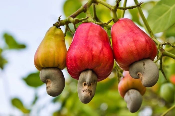 greatest discovery of quarantine thus far: a cashew tree. this is where a cashew comes from. stay tuned, for more nut discoveries.